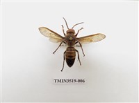 藏品(雙金環虎頭蜂)的圖片